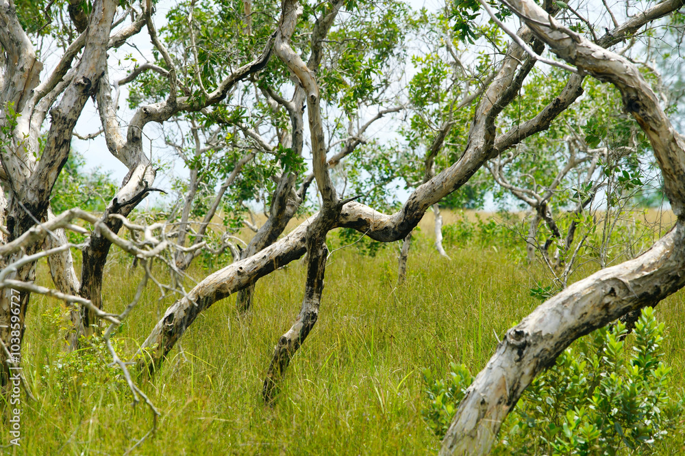 Serene Paperbark Forest Landscape in Natural Habitat