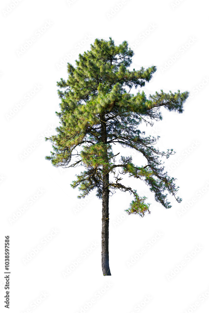 Obraz premium pine tree isolated isolated on white background. This has clipping path.