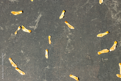 Maple seeds on a black surface in the sun photo