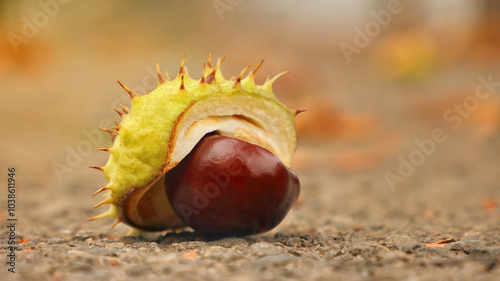 A chestnut tree lying on the sidewalk, peeking out from under its prickly, greenish-yellow skin against a blurred autumn bokeh background photo