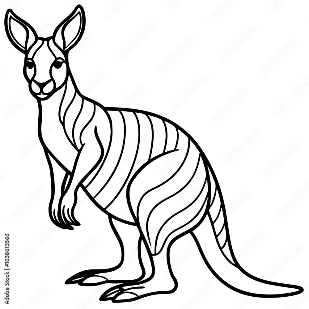 Obraz premium Kangaroo