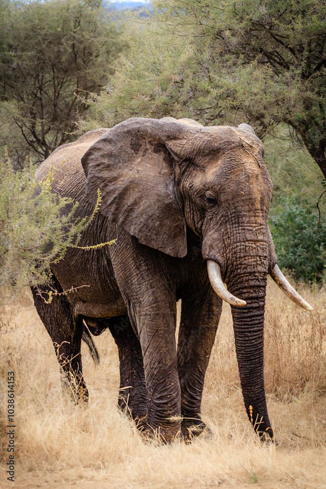 Obraz premium Elefanten