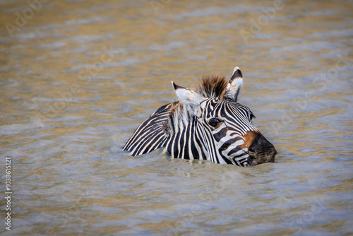Wallpaper Mural Afrikanische Wildtiere Torontodigital.ca