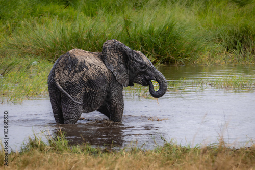 Wallpaper Mural Elefanten Torontodigital.ca