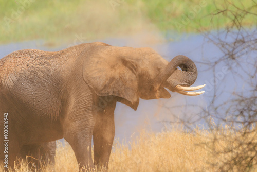 Wallpaper Mural Elefanten Torontodigital.ca