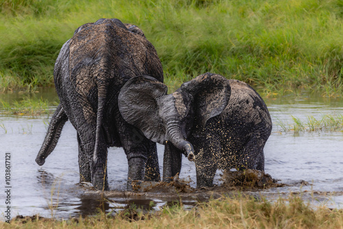 Wallpaper Mural Elefanten Torontodigital.ca