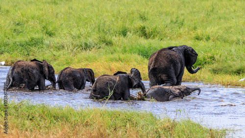 Wallpaper Mural Elefanten Torontodigital.ca