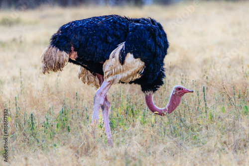 Wallpaper Mural Afrikanische Wildtiere Torontodigital.ca