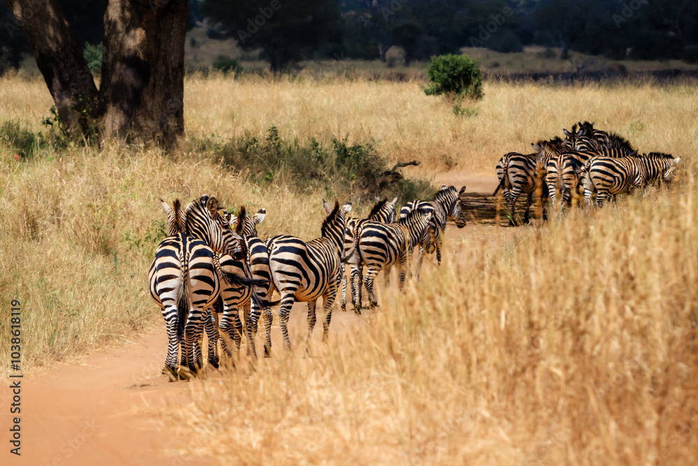 custom made wallpaper toronto digitalAfrikanische Wildtiere