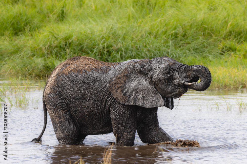 custom made wallpaper toronto digitalElefanten