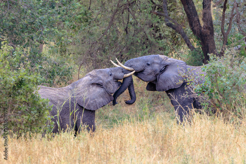 Wallpaper Mural Elefanten Torontodigital.ca