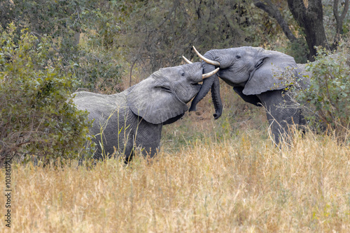 Wallpaper Mural Elefanten Torontodigital.ca