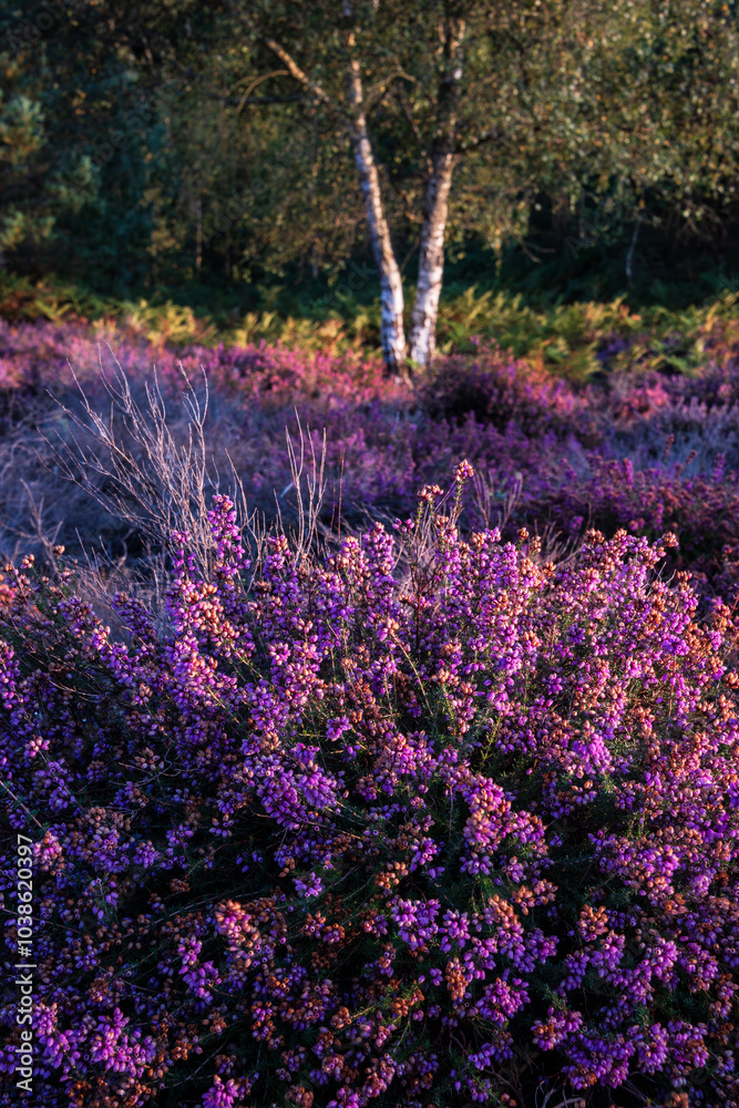 Stunning Summer sunset landscape image of fields of heather in full bloom Stunning Summer sunset landscape image of fields of heather in full bloom