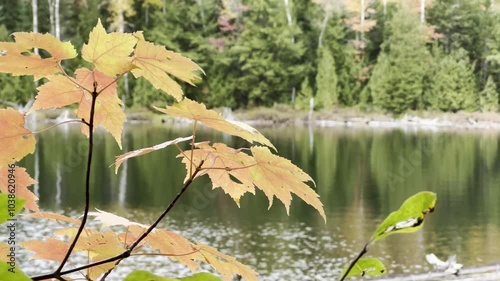 Close-Up of Autumn Leaves with Lake and Forest in the Background