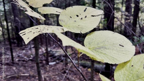 Close-Up of Yellowing Leaves in a Forest Setting During Fall