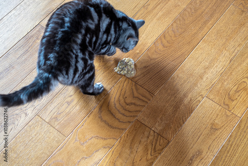 cat vomiting on the floor