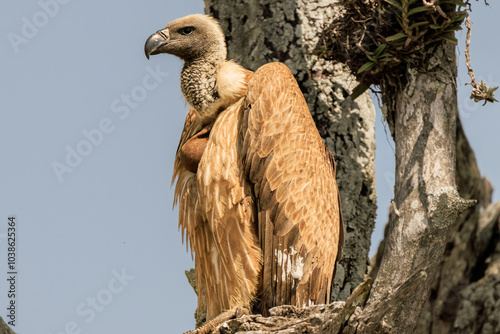 Wallpaper Mural Afrikanische Wildtiere Torontodigital.ca