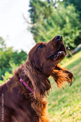 Joyful Irish Setter