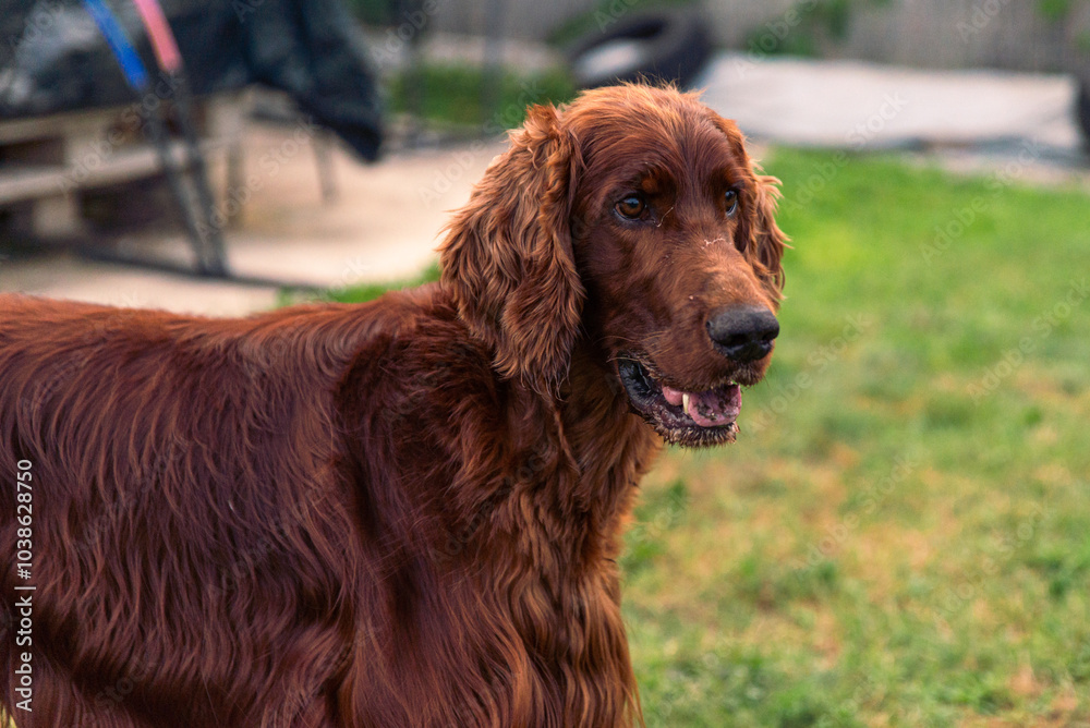 Joyful Irish Setter