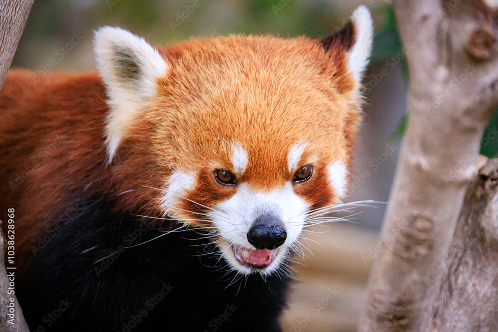 Close-Up of a Red Panda Showing Its Teeth Close-Up of a Red Panda Showing Its Teeth