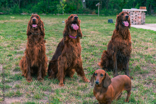 Joyful Irish Setter