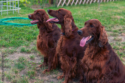 Joyful Irish Setter