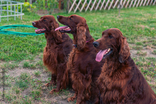 Joyful Irish Setter