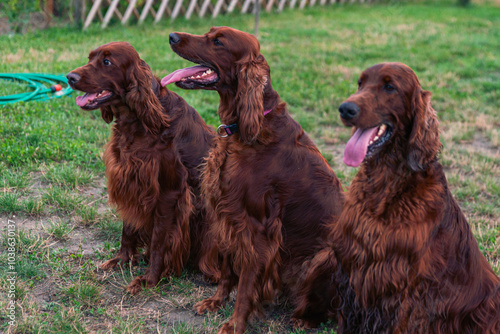 Joyful Irish Setter