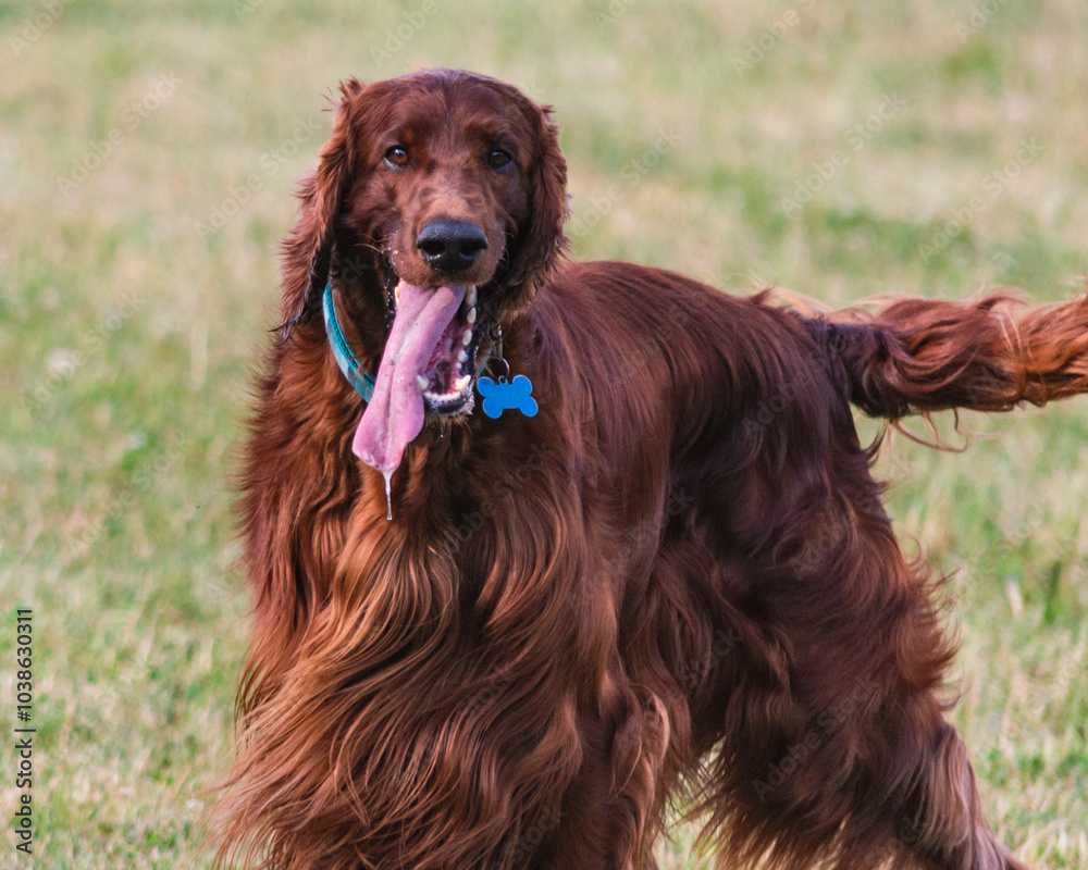 Obraz premium Joyful Irish Setter