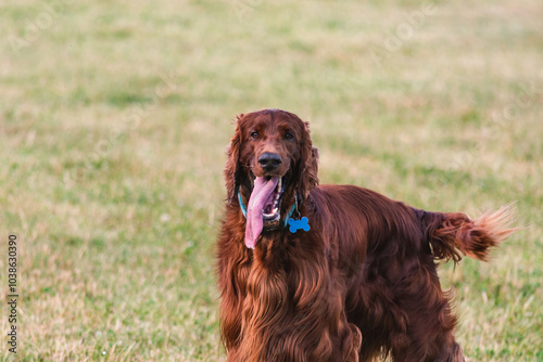 Joyful Irish Setter in the Park