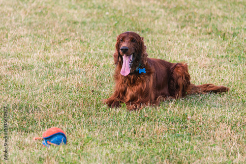 Joyful Irish Setter in the Park