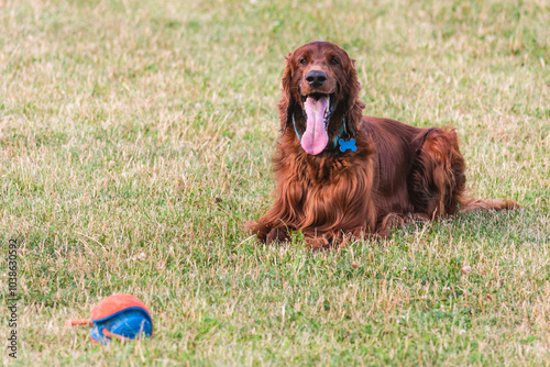 Joyful Irish Setter in the Park