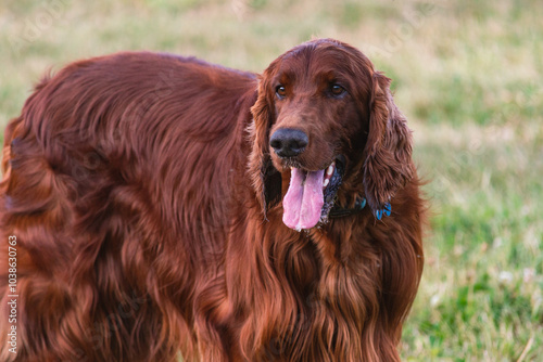 Joyful Irish Setter in the Park