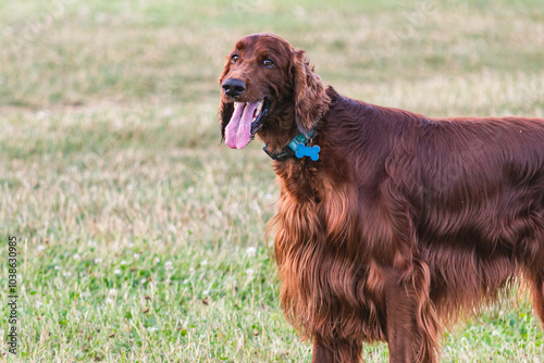 Joyful Irish Setter in the Park