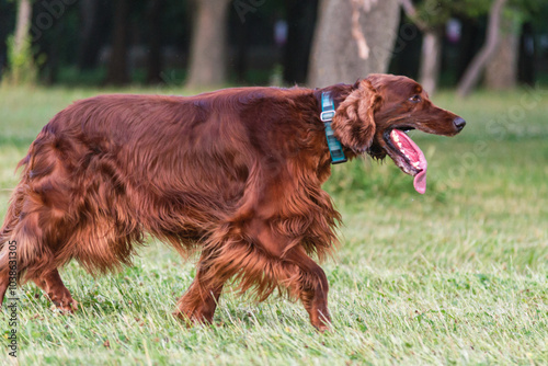 Joyful Irish Setter