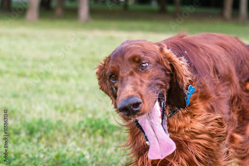 Funny Irish Setter