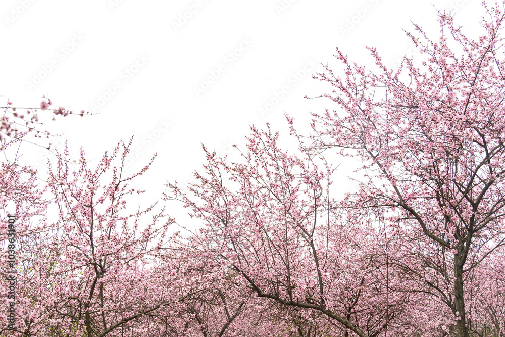plum blooming flowers isolated on white background plum blooming flowers isolated on white background