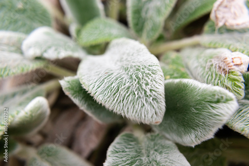 Lambs ear Close up
