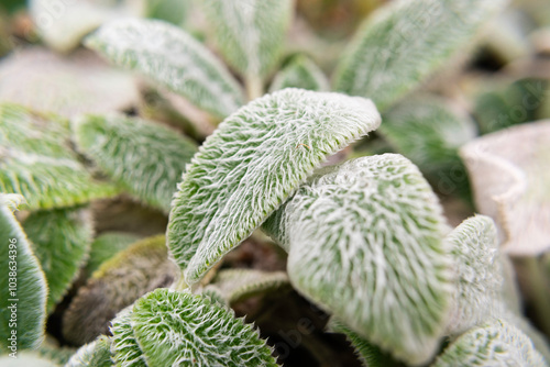 Lambs ear Close up