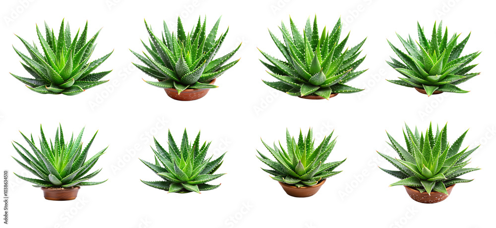Aloe Vera Plants Isolated on a Transparent Background. Aloe Vera Plants Isolated on a Transparent Background.
