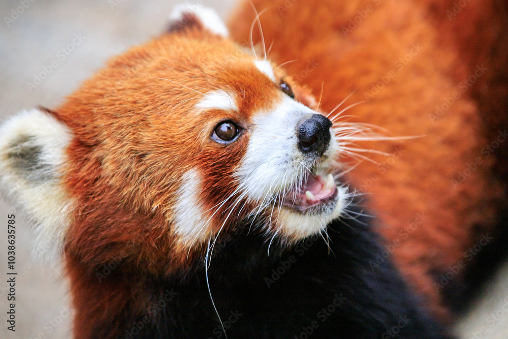 Obraz premium Curious Red Panda Exploring Its Natural Habitat
