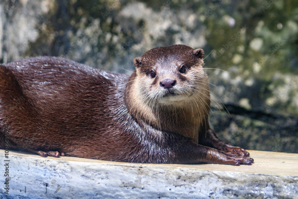 Fototapeta premium Adorable Otter Relaxing on a Sunny Day
