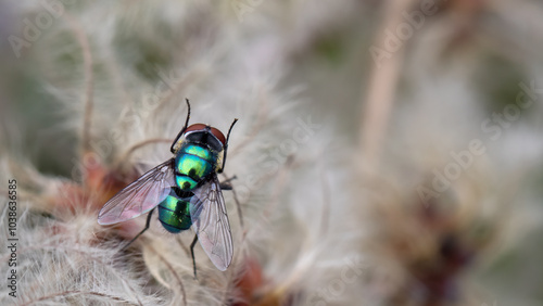 Green bottle fly - Lucilia caesar photo