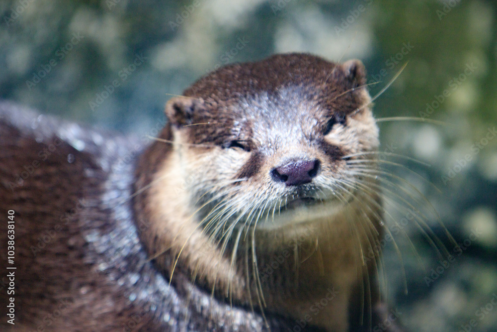 Close-Up of an Otter with Whiskers in Focus Close-Up of an Otter with Whiskers in Focus