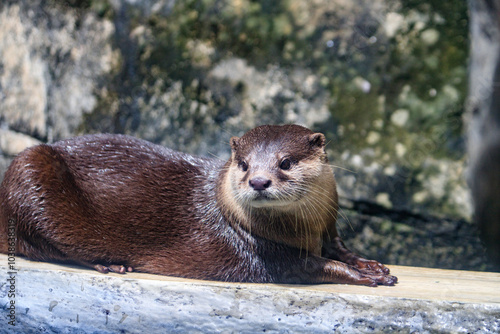 Adorable Otter Relaxing on a Sunny Day