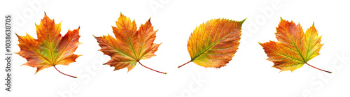 Four Autumn Maple Leaves Isolated On Transparent Background.