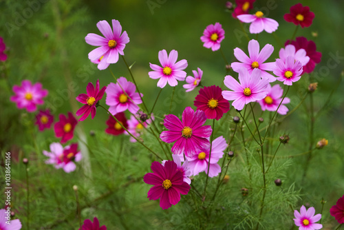 Vibrant flowers in a garden