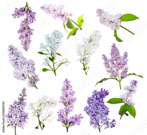 set of twelve lilac branches isolated on white