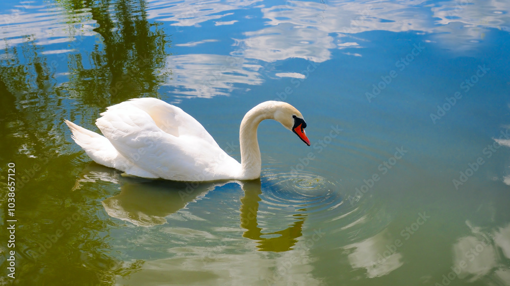 Fototapeta premium White Swan on the Lake. Mute Swan (Cygnus olor) gliding across the Lake .