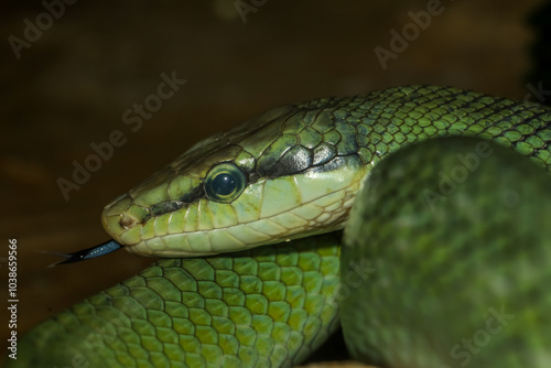 Close up head red tailed rat snake in garden photo